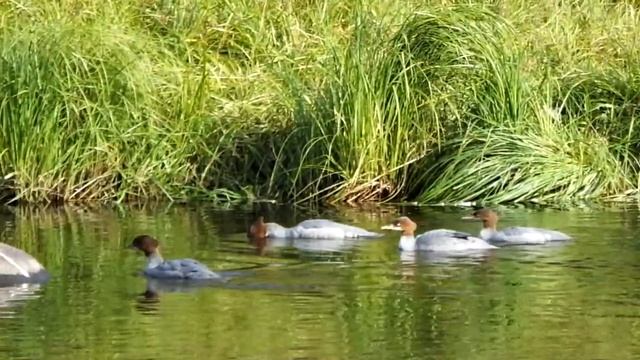 Семейство Крохалей 2 смотреть онлайн