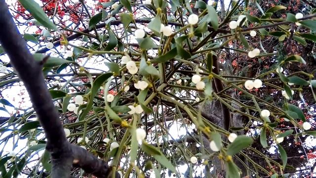 ОМЕЛА на Рябине (куст и ягоды Омелы на дереве, видео) смотреть онлайн