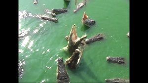 Крокодилы. Тайланд.