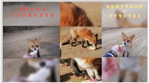 лисичку которую кормили  1001909216.mp4