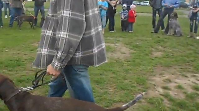 Ринг лягавих смотреть онлайн