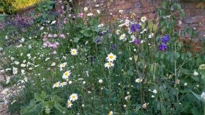 How to Grow Oxeye Daisies for Cottage Garden Impact