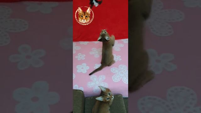 Как разговаривает каракет. Caracat from VIPLEO®. смотреть онлайн