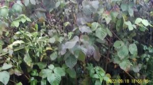 Как обрезать ежевику  пошаговая инструкция.    Как укрыть безшипную ежевику осенью? #shorts