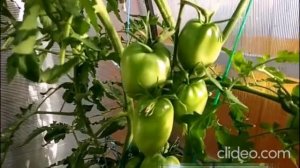 Этот сорт вырастет в тени! Крупный, сладкий, урожайный