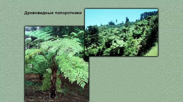 Папоротники