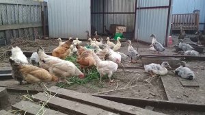 Утки ,гуси ,куры едят траву .