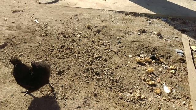 По моему это самая комфортная порода кур // Китайская шелковая курица смотреть онлайн