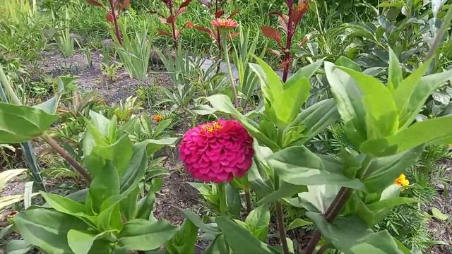 № 77 -#Уборка лука. смотреть онлайн