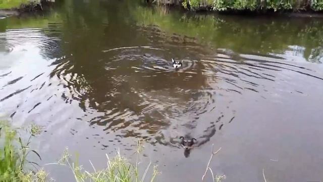 Восточно сибирская лайка (ВСЛ) смотреть онлайн