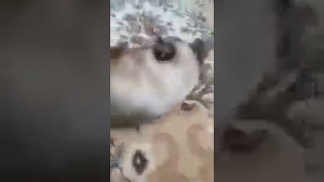 Кошка Маша. Любит перекусить и понежиться смотреть онлайн