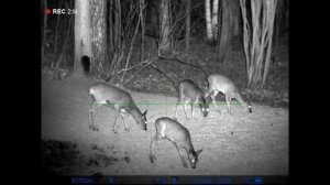 Охота с вышки на косулю Pulsar Digex N455