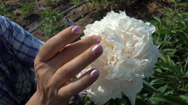 Пион Brother Chuck. Май 2018 смотреть онлайн