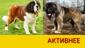 Сенбернар против кавказской овчарки. Собаки. Батл собак.