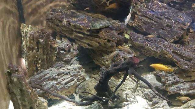 Пример оформления аквариума. смотреть онлайн