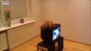Смешные Падения КОШКИ видео подряд