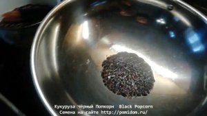 Кукуруза Чёрный Попкорн — Black Popcorn (семена, приготовление)