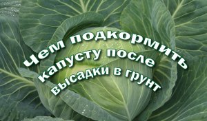 Первая подкормка капусты после высадки в грунт для наращивания листовой розетки.