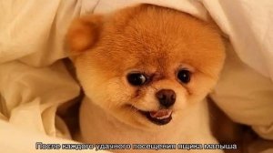 Как ухаживать за шпицем медвежьего типа: содержание в квартире