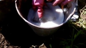 Как ухаживать за молодыми деревьями, хорошее развитие кроны ,здоровый лист