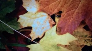 Песня в три аккорда. Осень жизни.(В.Асмолов.)