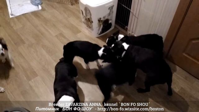 Бостон  терьер. Колечко колечко кольцо 