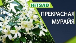 Мурайя в домашних условиях  Самое полезное растение для здоровья