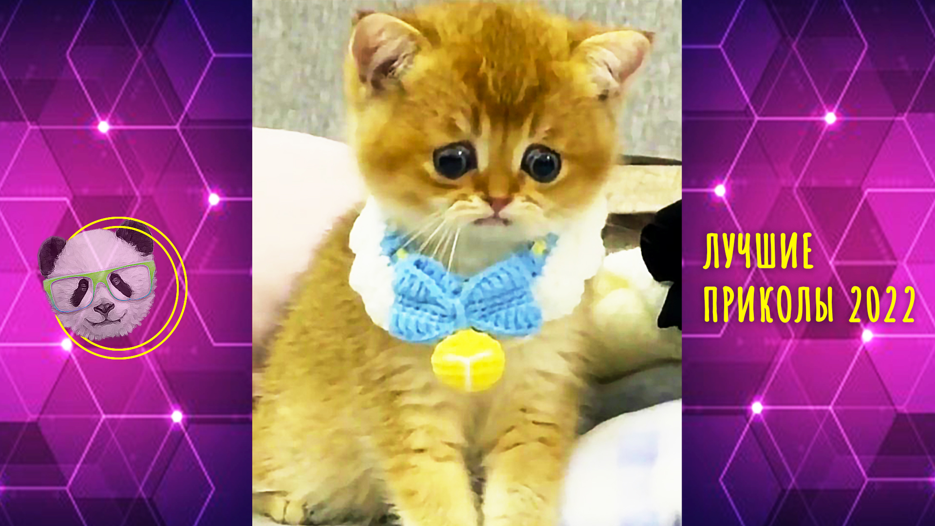 смешные видео 2022