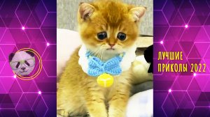 СМЕШНЫЕ животные ? ЛУЧШИЕ ПРИКОЛЫ Март 2022 | Посмотри эту подборку для поднятия настроения!