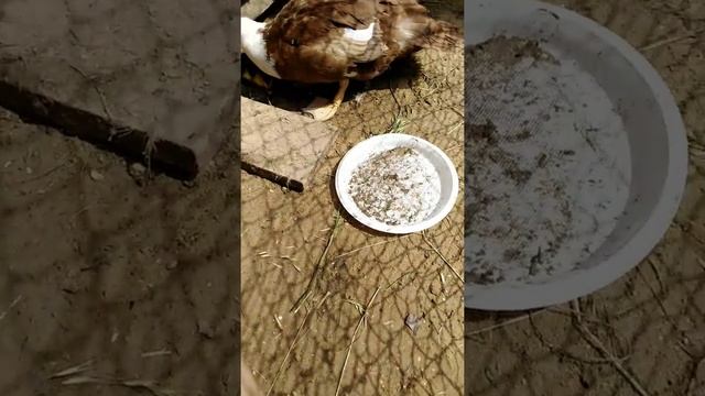 Когда утят можно садить на воду после рождения. смотреть онлайн