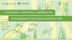 Выращивание смородины золотистой