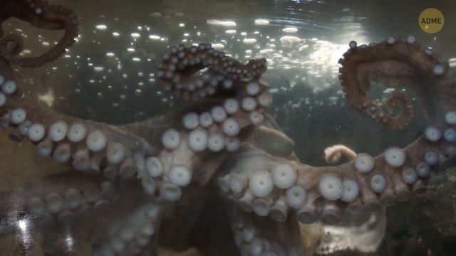15 000 таинственных дыр появилось у побережья Калифорнии