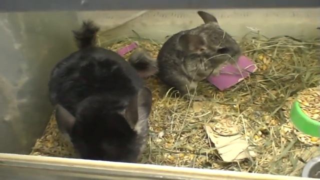 шиншилла с малышом :-) МИЛАШКИ! смотреть онлайн