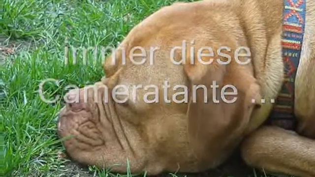 Malin und der Rhododendron смотреть онлайн