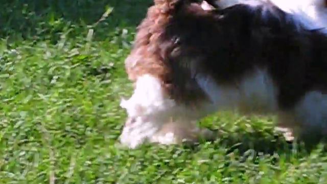 Хризантемовая собачка Ши-Тцу- гламурная игрушка смотреть онлайн