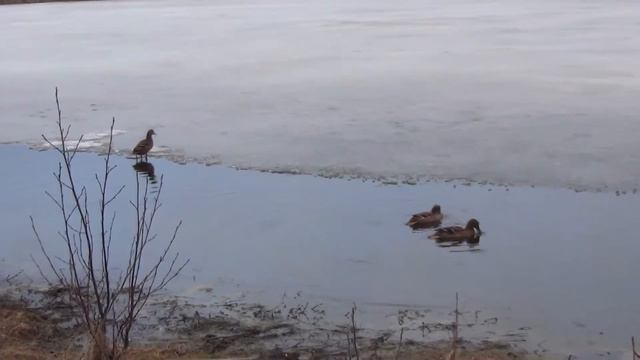 Вызаривание подсадных уток или два дня до открытия весенней охоты. смотреть онлайн