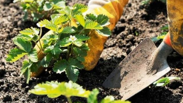 Вот подготовка клубники к зиме в октябре. В 2 раза больше урожая. Чем подкормить клубнику осенью?