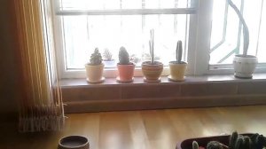 Что делать если в руках много иголок кактусов