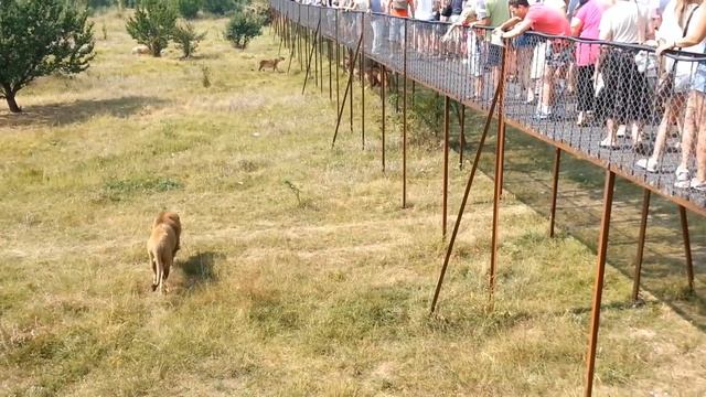 Добрые львы едят мясо смотреть онлайн