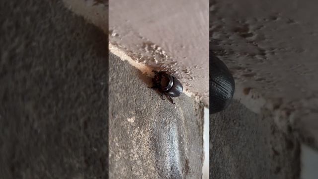 [shorts] Oryctes nasicornis！Rare insects!犀角金龜#wildlife #nature смотреть онлайн