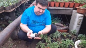 Хризантема, мультифлора как правильно высадить.