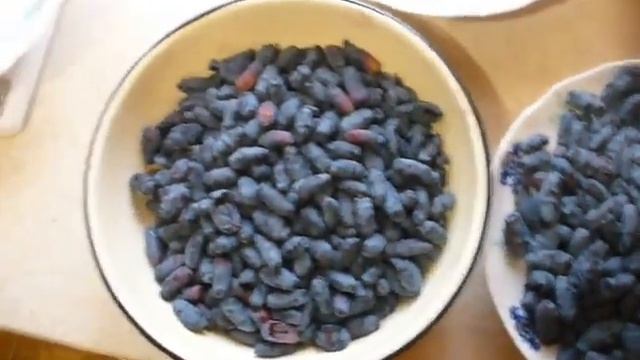 УРОЖАЙ жимолости Чулымская и гордость Бакчара. honeysuckle overview. смотреть онлайн