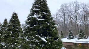 Формировка Лип. Лайфхаки для Вашего участка