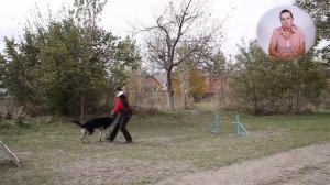 Тренинг Немецкой Овчарки. От щенка до взрослой собаки.
