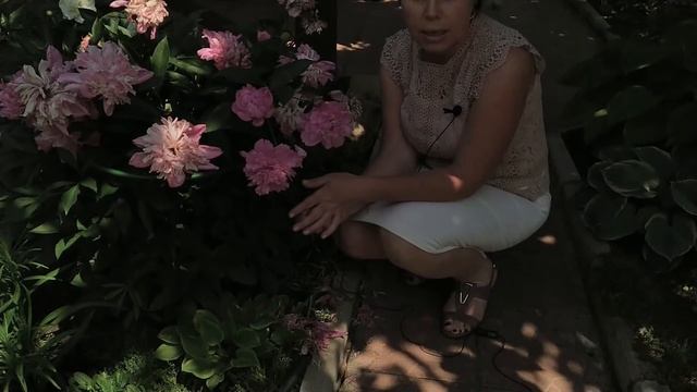 Пионы ? Уход и подкормка после цветения / Садовый гид