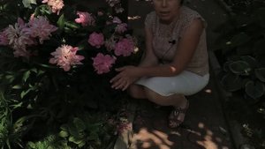 Пионы ? Уход и подкормка после цветения / Садовый гид