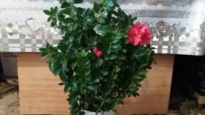 Как можно сформировать АЗАЛИЮ How to form AZALIA 진달래를 형성하는 방법