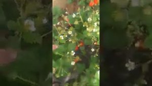 strawberry  Crapo 10... клубника Крапо 10...видео от Романа