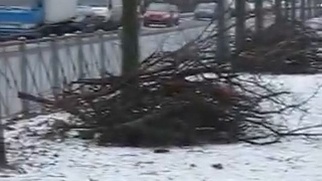 Пилим ветки высоко.