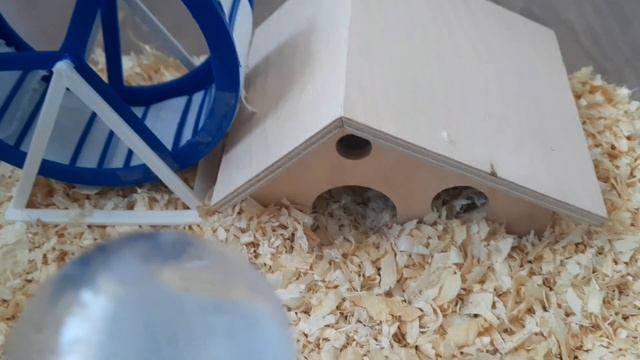 Хомячки кушают/ Как хомячок забивает щечки/Джунгарики/Hamster
